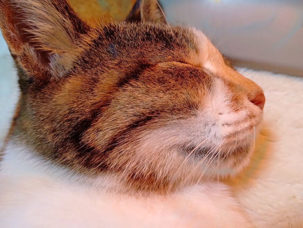 おひげの毛穴のチョンチョンは、きれいに並んで整列しております。😽 ＃猫