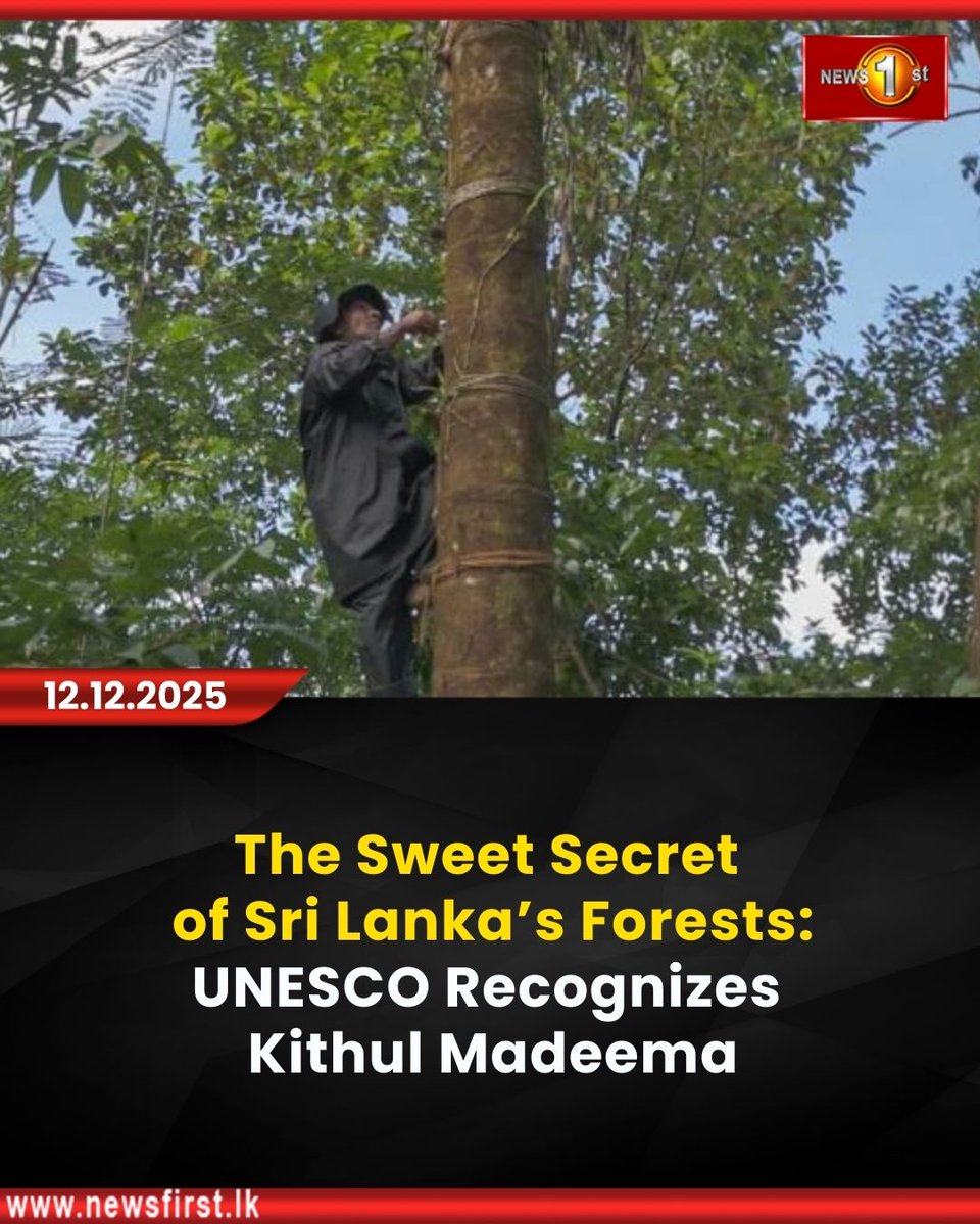 NewsfirstSL's tweet photo. The Sweet Secret of Sri Lanka’s Forests: UNESCO Recognizes Kithul Madeema
Details: https://t.co/ugxqm30l3S
#newsfirstEnglish #News1st #NewsFirstEnglish #LKA #SriLanka #LatestNews #Forest #kithul #UNESCO #madeema #nature https://t.co/xoet2O6RCd