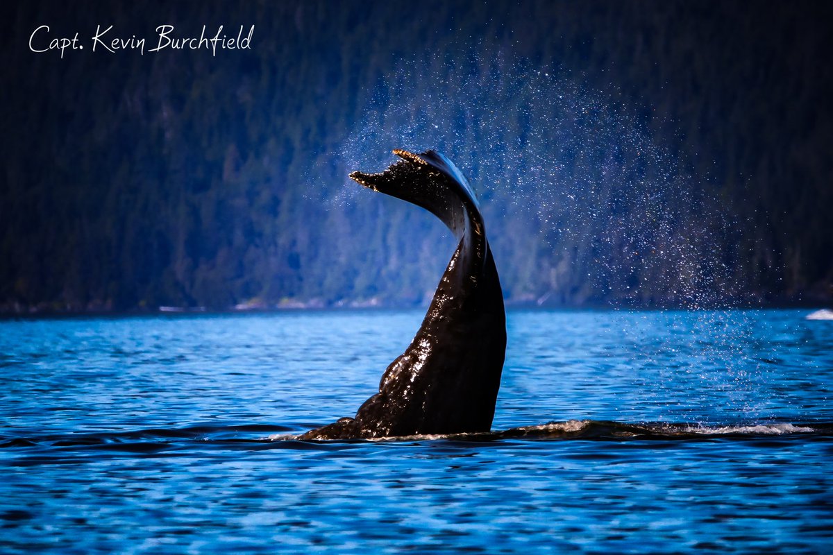 lostinalaska's tweet image. Small boat private whale watching LostInAlaskaAdventures.com

#JuneauWhaleWatching #AlaskaWhales #SmallBoatTours #PrivateWhaleWatching #LostInAlaskaAdventures #AlaskaCruiseLife #CruiseExcursion #AlaskaCruise2026 #CruiseToAlaska #InsidePassageCruise #WhaleWatchingTour #HumpbackWhales
