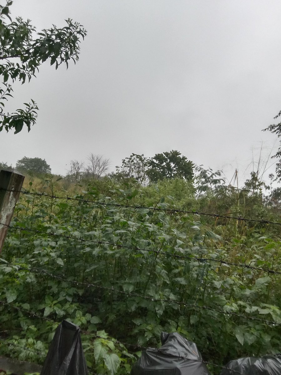 ทีเขาใหญ่วันนี้ฝนตกอยู่คนเดียวรู้สึกเหงา