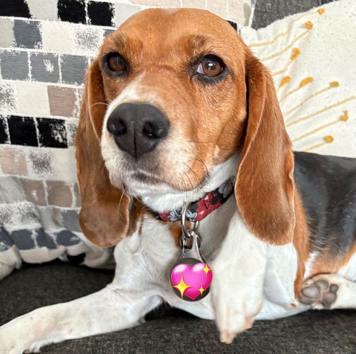 donna_bbb's tweet photo. I got a beagle, I got a beagle, I got a beagle! It’s like my heart is full. Her name is Lolly-pop (Lolly for short). She is so incredibly sweet, she can hoowwll, and would like your dinner please. She has such a cute cowlick across her nose. Adopted her from #thebeaglealliance. https://t.co/pqd92X52gK
