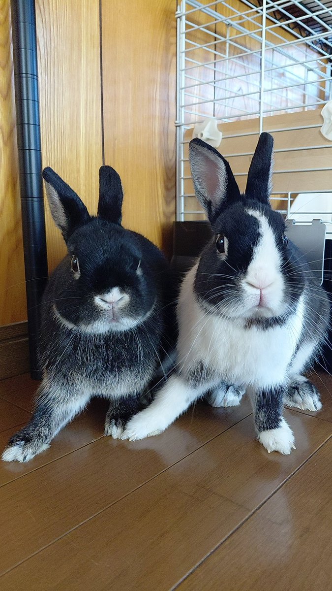 おはようございます
#うさぎ