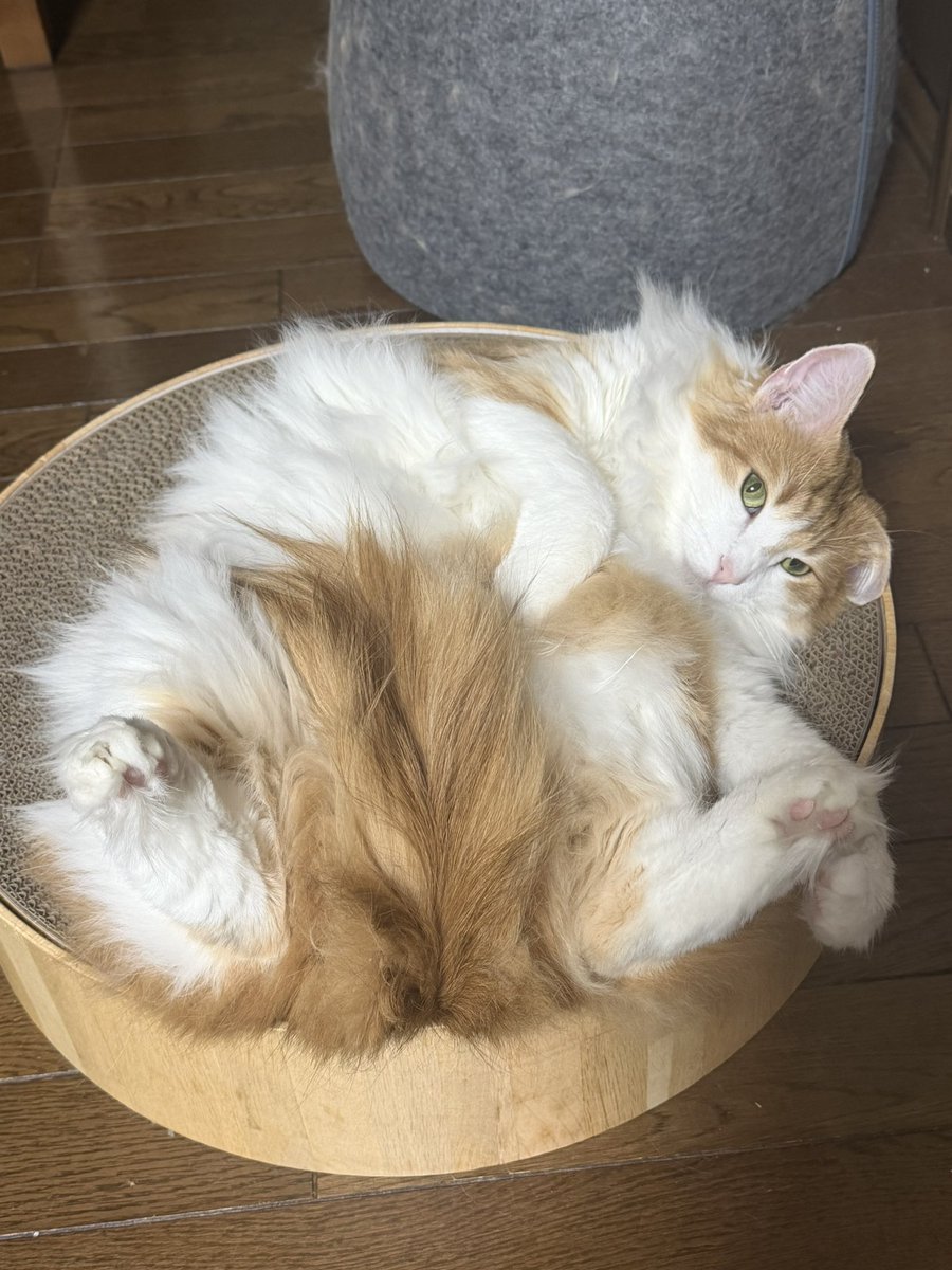 きのぴー (@kinokino1230) / Posts / X