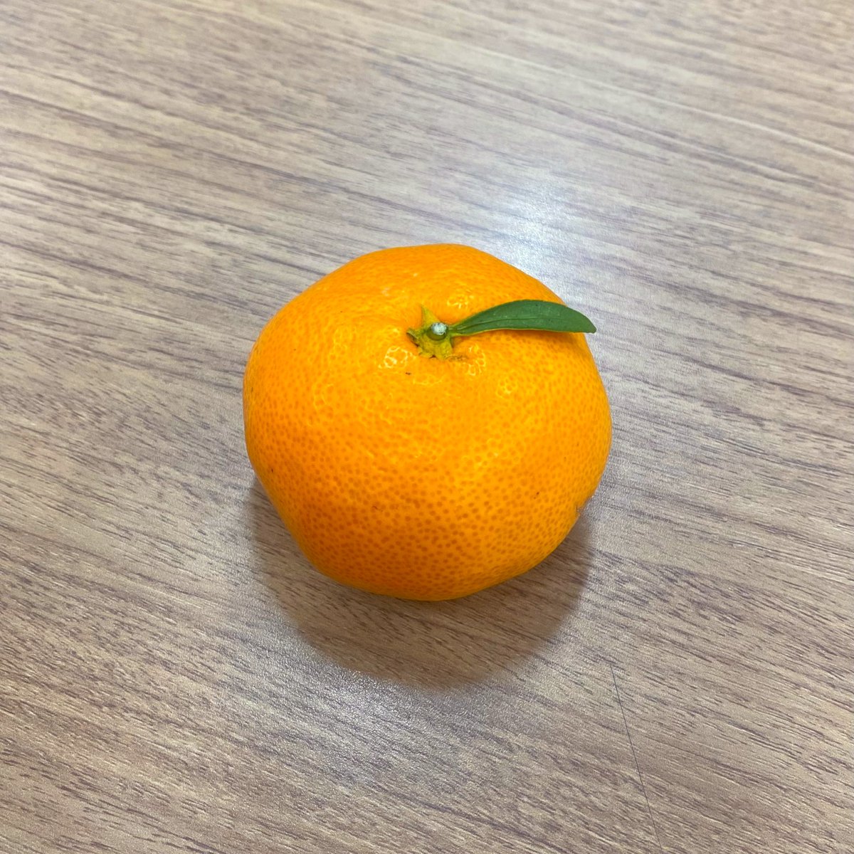 おはようございます☀️
年末らしい寒さになってきましたね☺️❄️

今年も残りわずかとなりますが、
もうひと踏ん張り頑張っていきましょ💪

お客様からいただいたみかん🍊
なかなか見かけない葉っぱつきでした🌱

#製造業 #金型 #町工場 #ものづくり