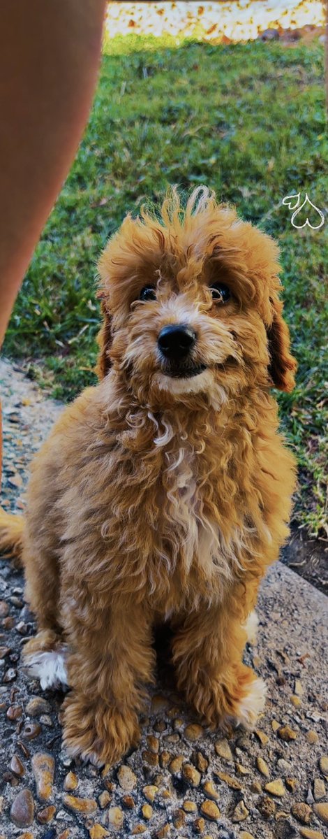 Sandy_Gee12's tweet photo. I went from being a dog mom to soon being a boy mom 😭🩵🐶 https://t.co/F2Qo8Vbtpd