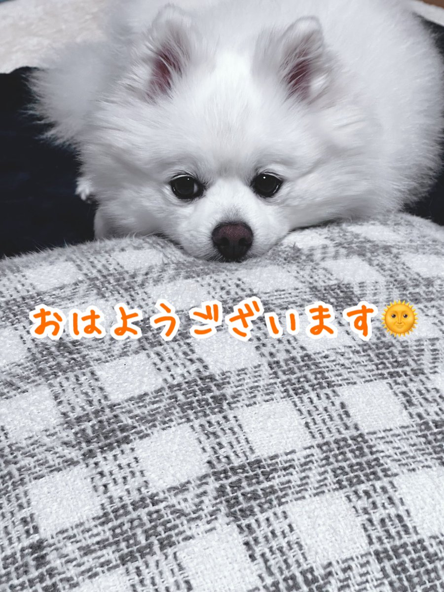 kotaro20180425's tweet photo. おはようございますなコタロー🐶 https://t.co/u7NV5TsfYr