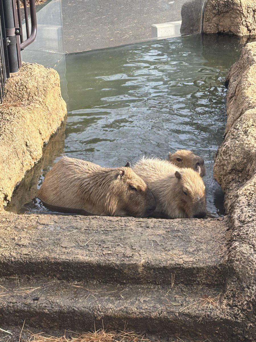 お湯が出るところに、仲良くたごまってました🧑‍🧑‍🧒

#カピバラ　#八木山動物公園　#八木山　＃動物園　＃zoo　＃仙台　＃親子　＃お出かけ