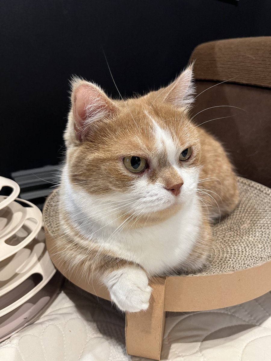 とらたろう 虎太郎(4歳) (@kotaro_0315) / Posts / X