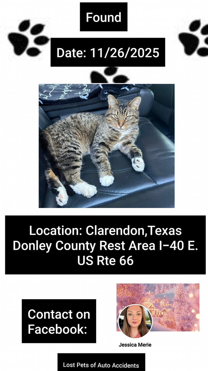 Found the day before Thanksgiving
11/26/25
#Clarendon #Texas 
➡️Donley County Rest Area I-40 E. US Rte 66
Shorthair Cat 
Tabby w White
From Finder: This cat is WAY too comfortable riding in a car, to not have belonged to a trucker
Mssg: buff.ly/jngGO9d #TX #Foundcat
