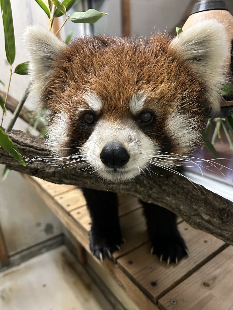 顎のせ風 (実際にはのせていません) #レッサーパンダ #クルミ #寝室