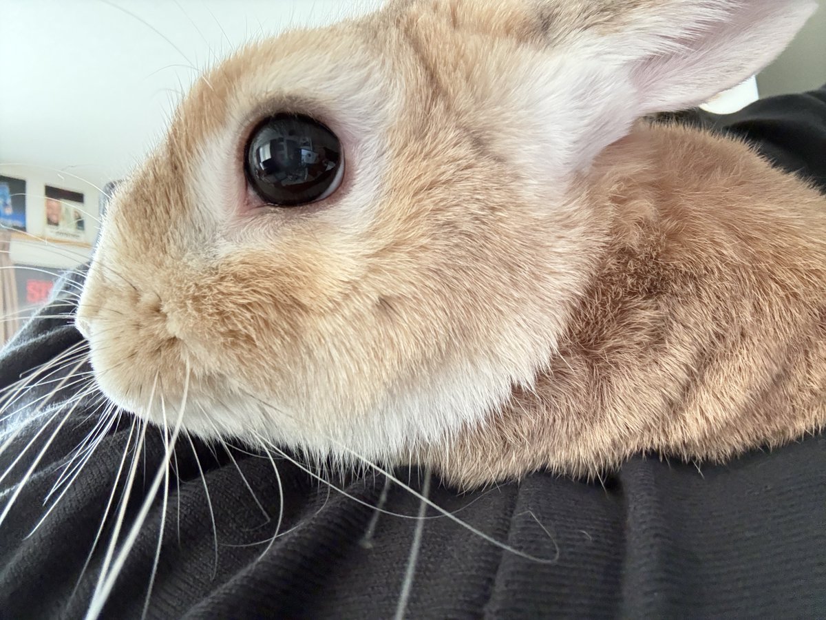 おはよー🐰