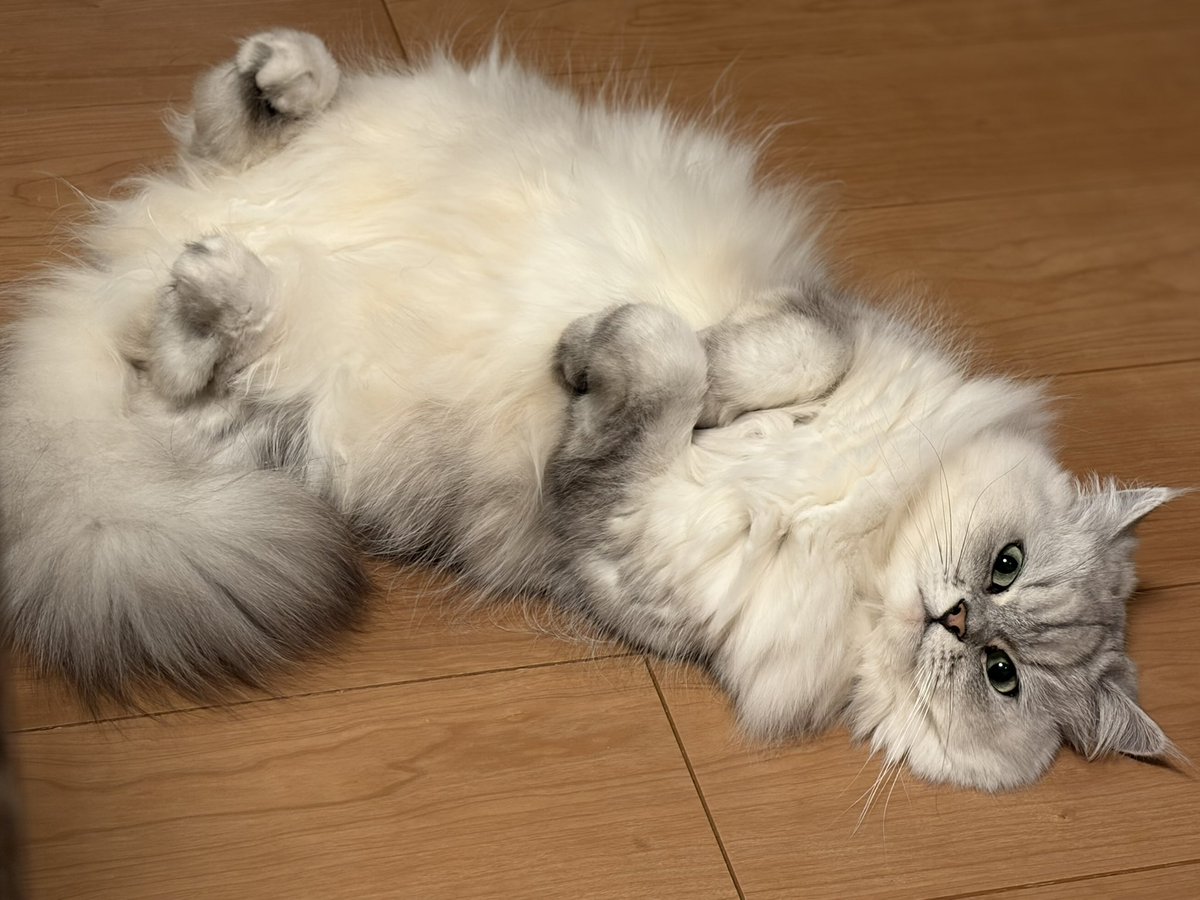 👈夏のモフモフ 冬のモフモフ👉