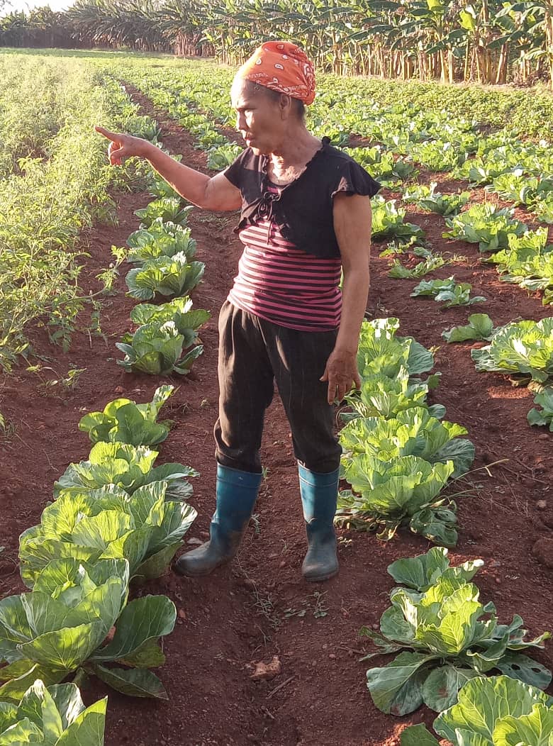 mgnaranjo48's tweet photo. La Finca La Esperanza de los productores Marisel Gómez Borges y su esposo, beneficiada con un sistema de riego con paneles solares obtenido a través del proyecto internacional ELLAS También Producen. Hoy nos muestra excelentes resultados Créelo, Ellas También Producen y Lideran! https://t.co/HgqvWveern