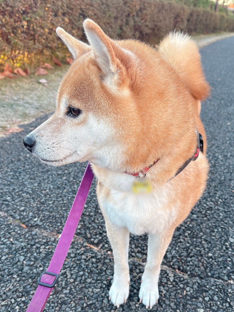 柴犬むぎ (@shiba_inu_mugi) / Posts / X