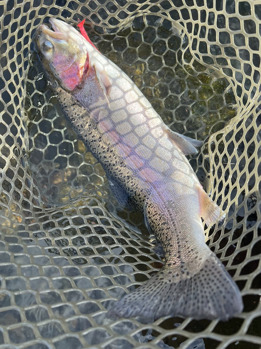 よったん よったん (@yottanntann) / Posts / X