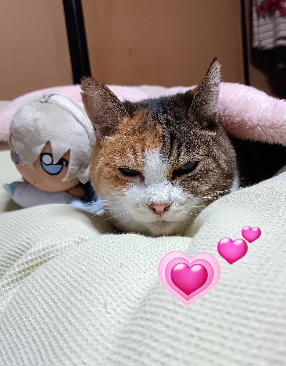 三毛猫~断捨離中~（感謝） うちの三毛猫が大病せずに18年一緒に暮らしてくれてること💗毎朝元気に