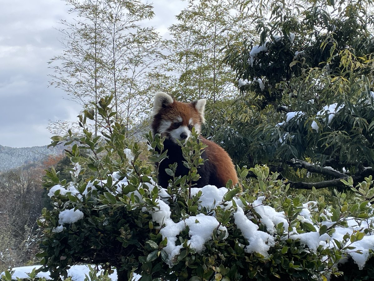 pearl pearl (@pearlpe70243943) / Posts / X