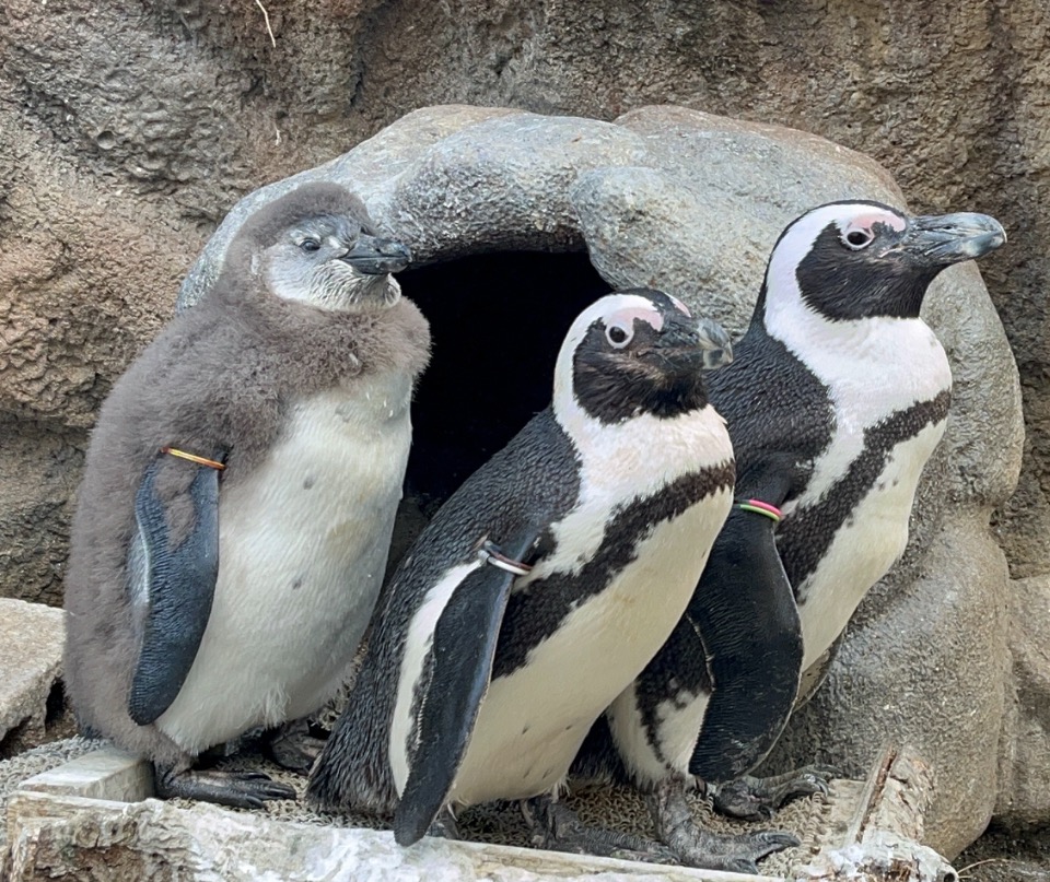 向かって右から、父(ピンクライム)、母(くるみ)、まろん。
一番大きい・・・🐧
#サンシャインベイビー