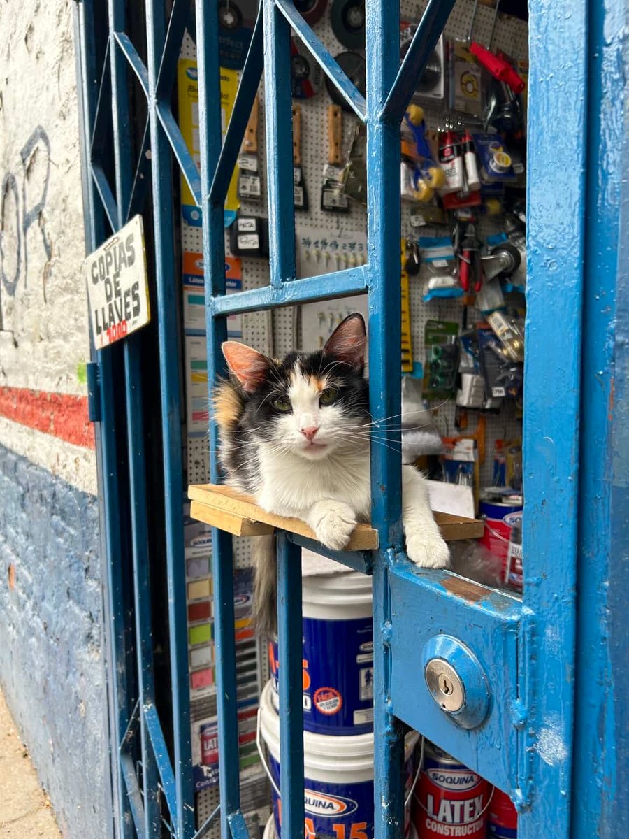 Bodegacats_'s tweet image. 