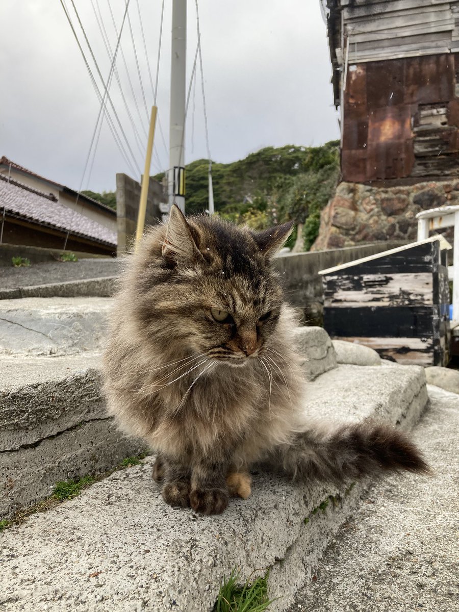 こんにちは。今朝の #田代島 は曇りから晴れに変わってきました。船は