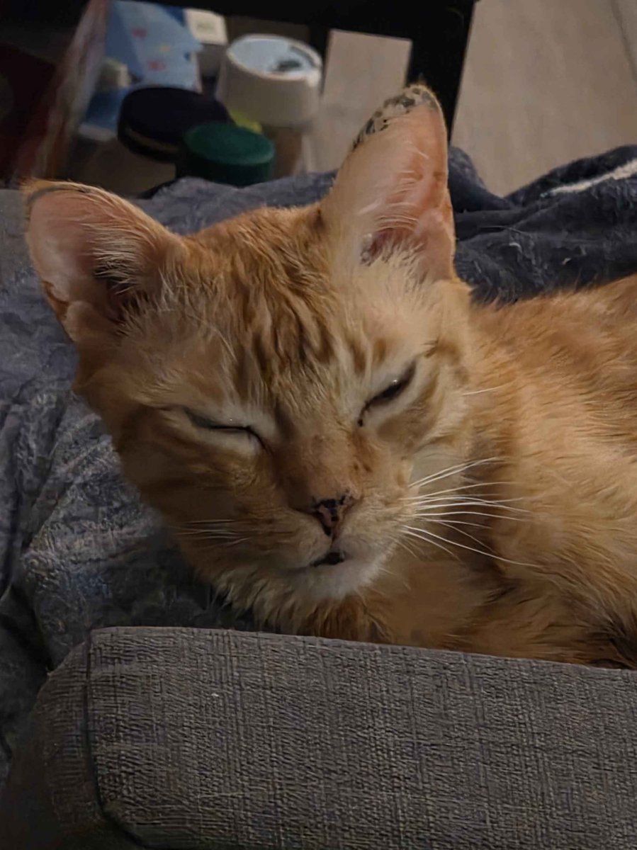 RottenPapi 🇨🇦 tweet media