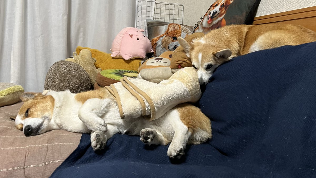 ルーちゃんママ (@tu_qwl) / Posts / X