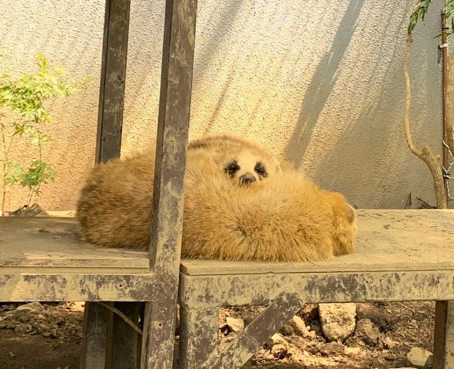 バラリ (@capybaracamera) / Posts / X