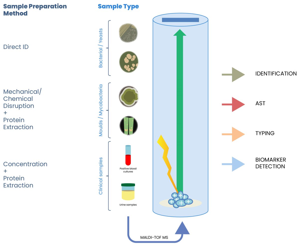 Applsci's tweet image. ☀ Welcome to read these review papers in the Section "Applied Microbiology"!
1. Plant-Derived #Phytobiotics as Emerging Alternatives to #Antibiotics Against #Foodborne #Pathogens
by Kamila Rachwał and Klaudia Gustaw
mdpi.com/2076-3417/15/1…
2. The Applications of MALDI-TOF MS in
