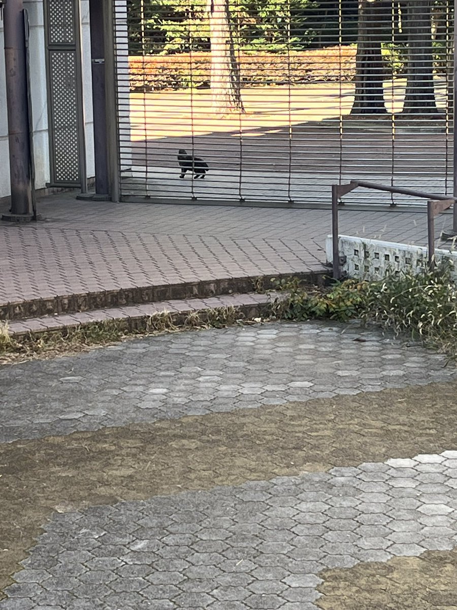 match1613's tweet photo. この前大学にねこいました https://t.co/ljSvOxk4zN