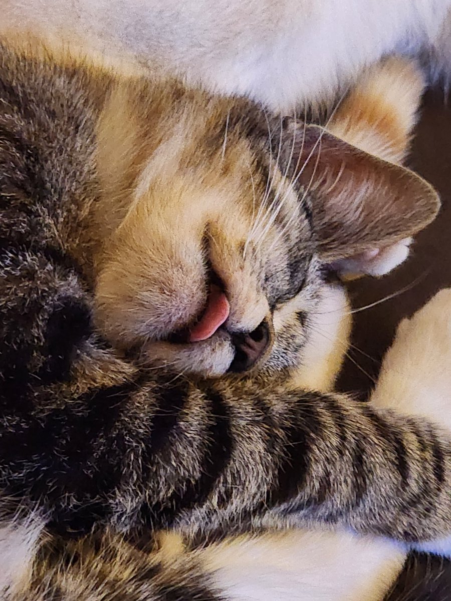 old_crone_code's tweet image. free serotonin