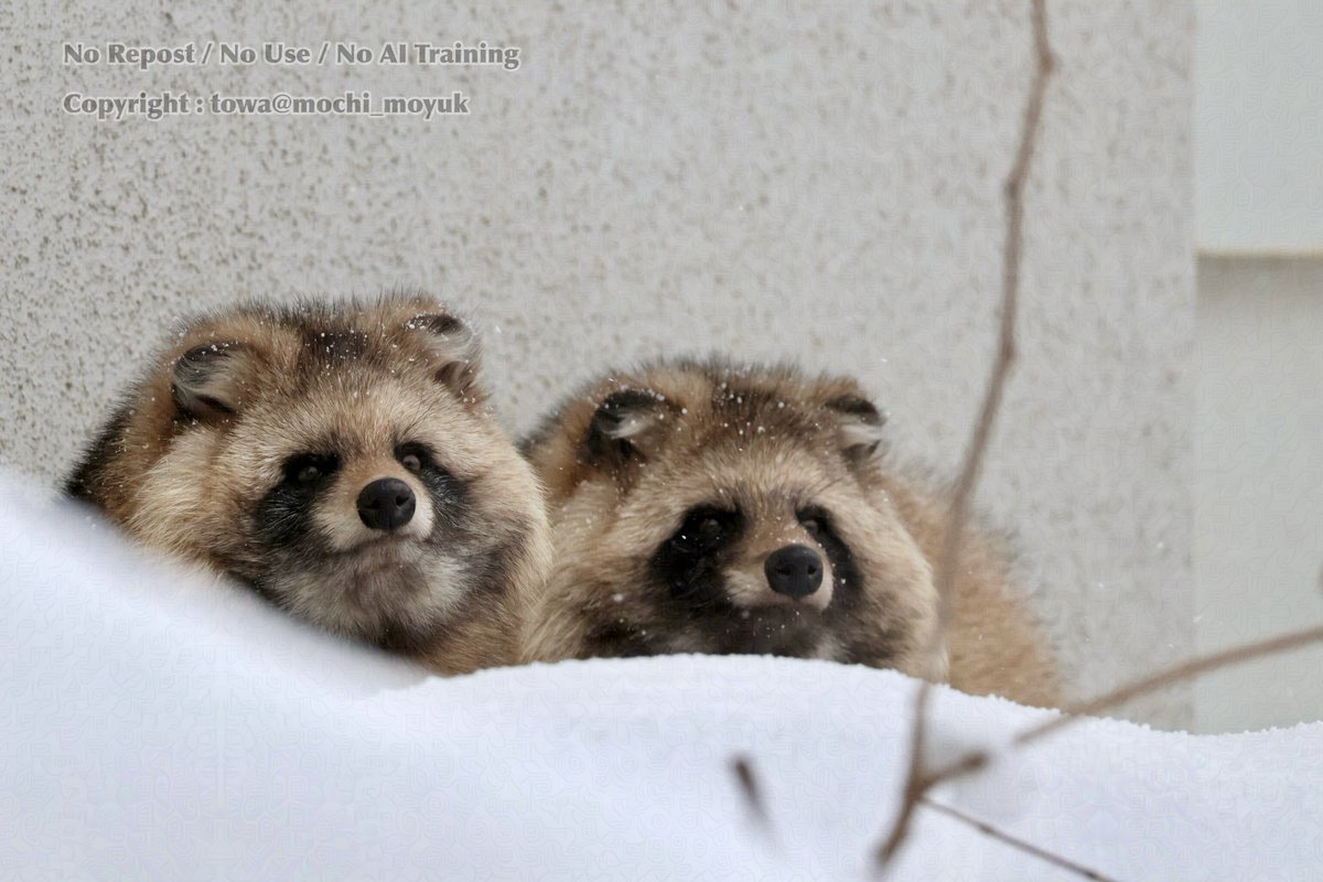 そだ@積み深きたぬきの翁 (@big_mozu) / Posts / X