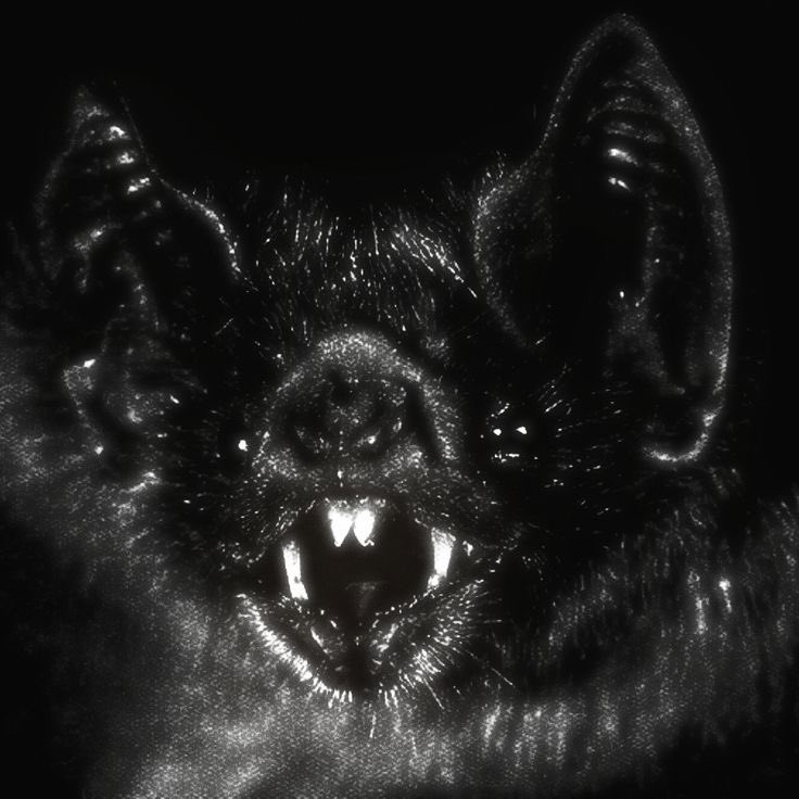 🦇Edie/Eds⚰️🕊️ tweet media