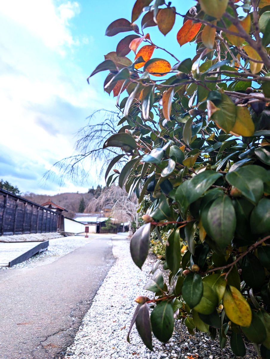 園内の植物】 寒い日が続く中、園内の椿は春に向けてたくさんのつぼみ