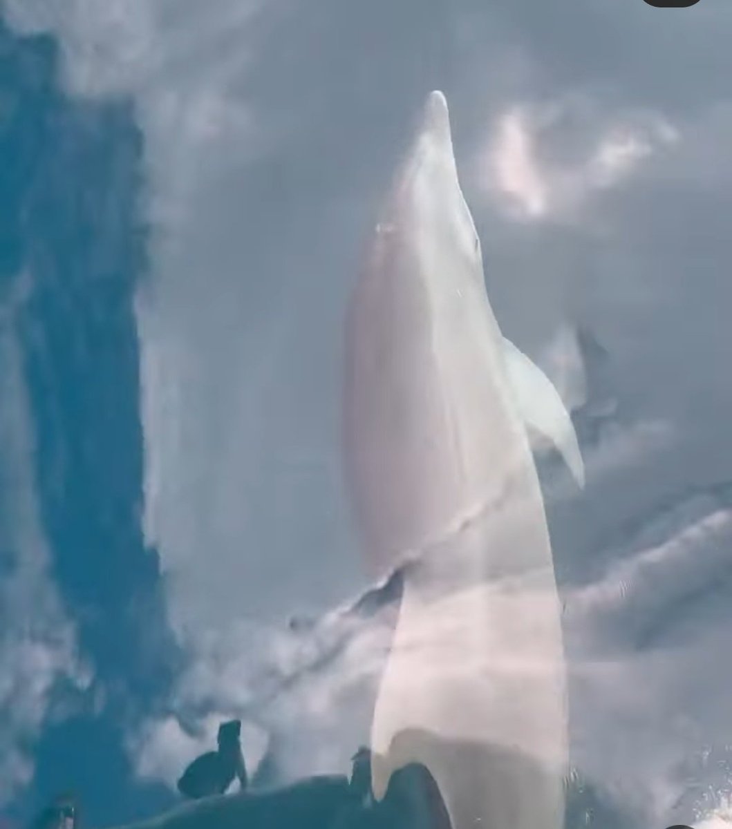 Ellos son más rápidos!! 😎