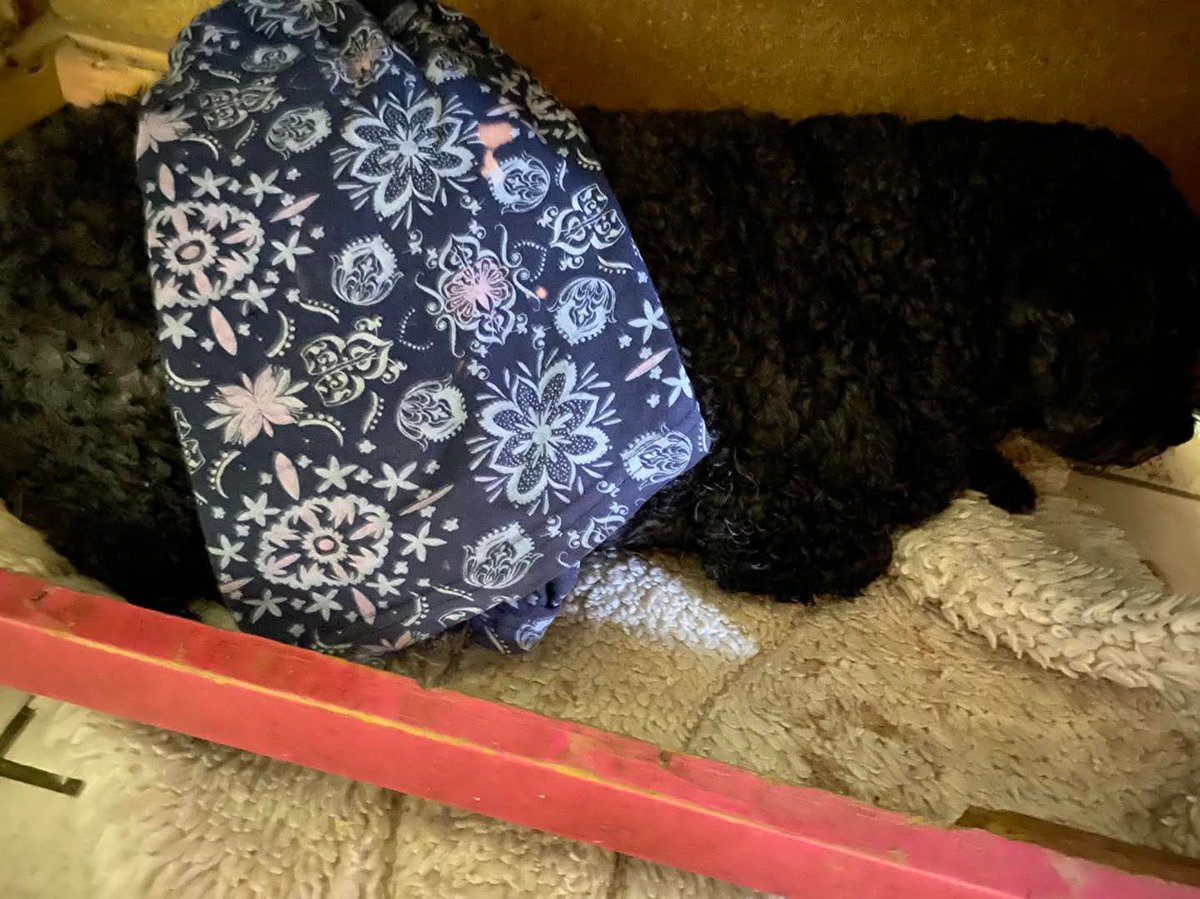 lyssitta's tweet photo. SERVICIO SOCIAL✅️

DULCE 🍭
#emergencia 
#URGENTE 
#ayuda 

Este dia Dulce tuvo una hemorragia en la zona de la cirugia, la revisé y los puntos externos estaban bien.
Tuve que pedir un Uber para que me llevara lo más rápido posible con ella 🥹 al llegar me la pasaron al área de cirugia donde la revisaron, toda la parte del abdomen la tenia dura e inflamada y casi que de inmediato la volvieron a intervenir ya que tenía un seroma (retención de líquido) le hicieron un drenaje.
Y le dejaron una crema para los hematomas ya que se le puede seguir dañando la piel de la zona , un body cobre 😔 y comida blanda por lo menos por 10 dias ya que debe hacer el mínimo esfuerzo por lo delicada que a quedado la cirugia.
Se tenían $20 para su comida pero toco tomarlos para pagar Uber para llegar rápido al hospital $18 cobro 

Necesitamos el apoyo para salir de esta crisis 🥹 con alimento blando y la crema para los hematomas o con el body cobre que necesita Dulce 🙏

Puede contactar al WhatsApp 7884 5969

Dulce ya está en casa estable y en reposo absoluto 🙌