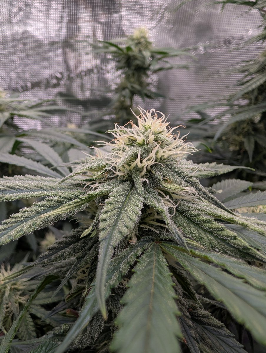 ReyCanna's tweet photo. @grow_peaceful @grow_peaceful is always apart of my routine. Just add water and watch her grow https://t.co/xAJEszZFzf