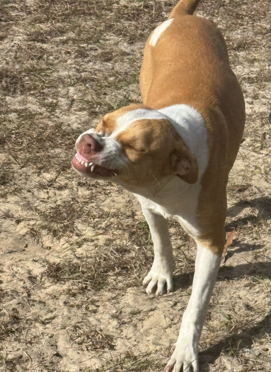 This is Hazel. Hazel is a happy girl and always gives the bestest smiles