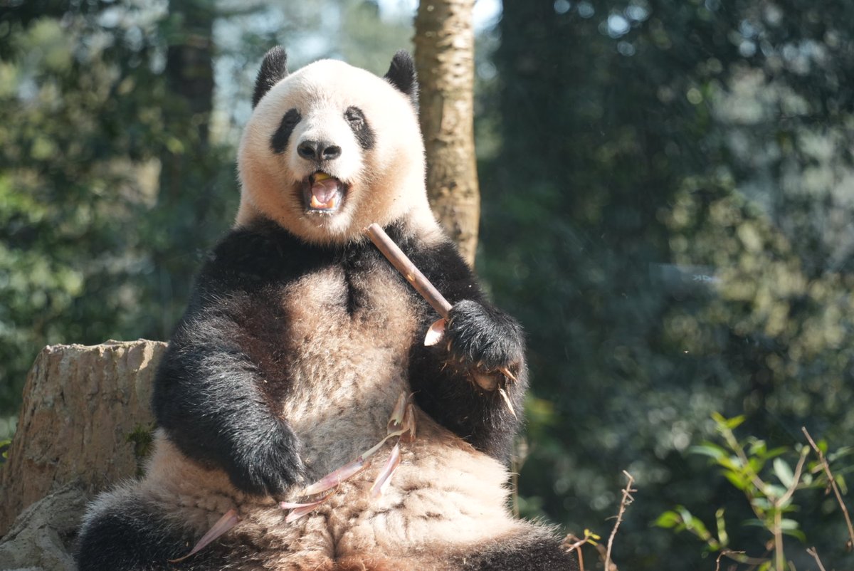 シャンちゃんLOVE (@marineb17001759) / Posts / X