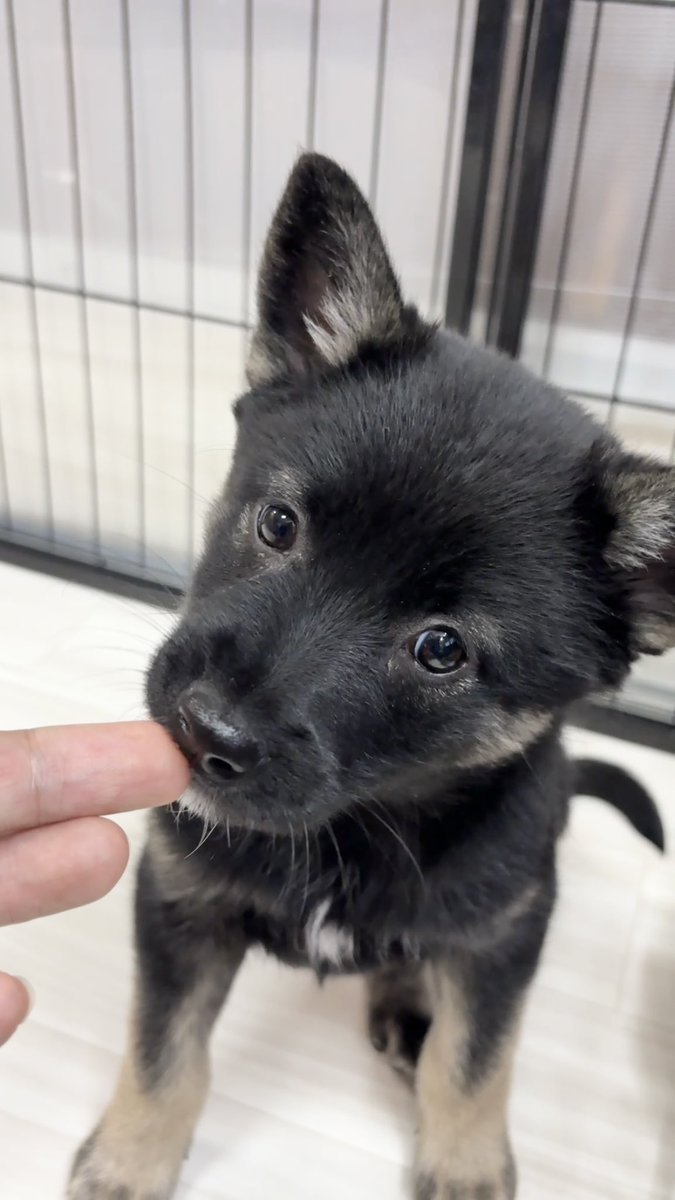 はにわ＠11/24あことま25【お01】埴輪屋本舗 (@haniwa75man) / Posts / X