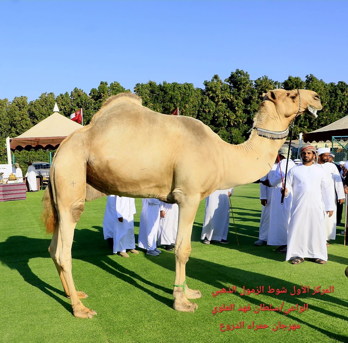 HamraAldrooa's tweet photo. صور الزمول الفائزة في الشوط الذهبي المفتوح 
#مهرجان_حمراء_الدروع_للإبل_والموروث_الشعبي_الحادي_عشر https://t.co/N6lqziBm9D