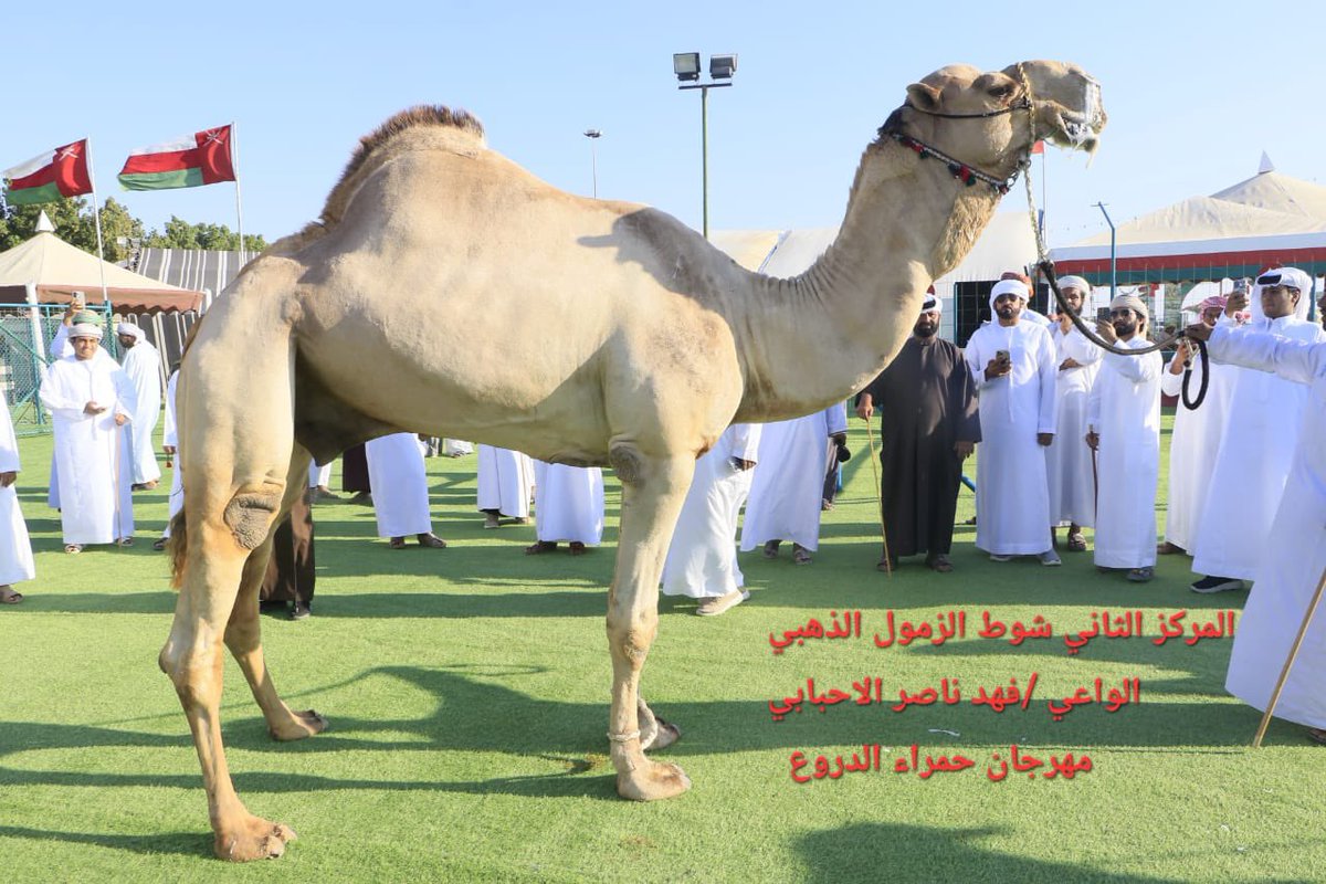 HamraAldrooa's tweet photo. صور الزمول الفائزة في الشوط الذهبي المفتوح 
#مهرجان_حمراء_الدروع_للإبل_والموروث_الشعبي_الحادي_عشر https://t.co/N6lqziBm9D
