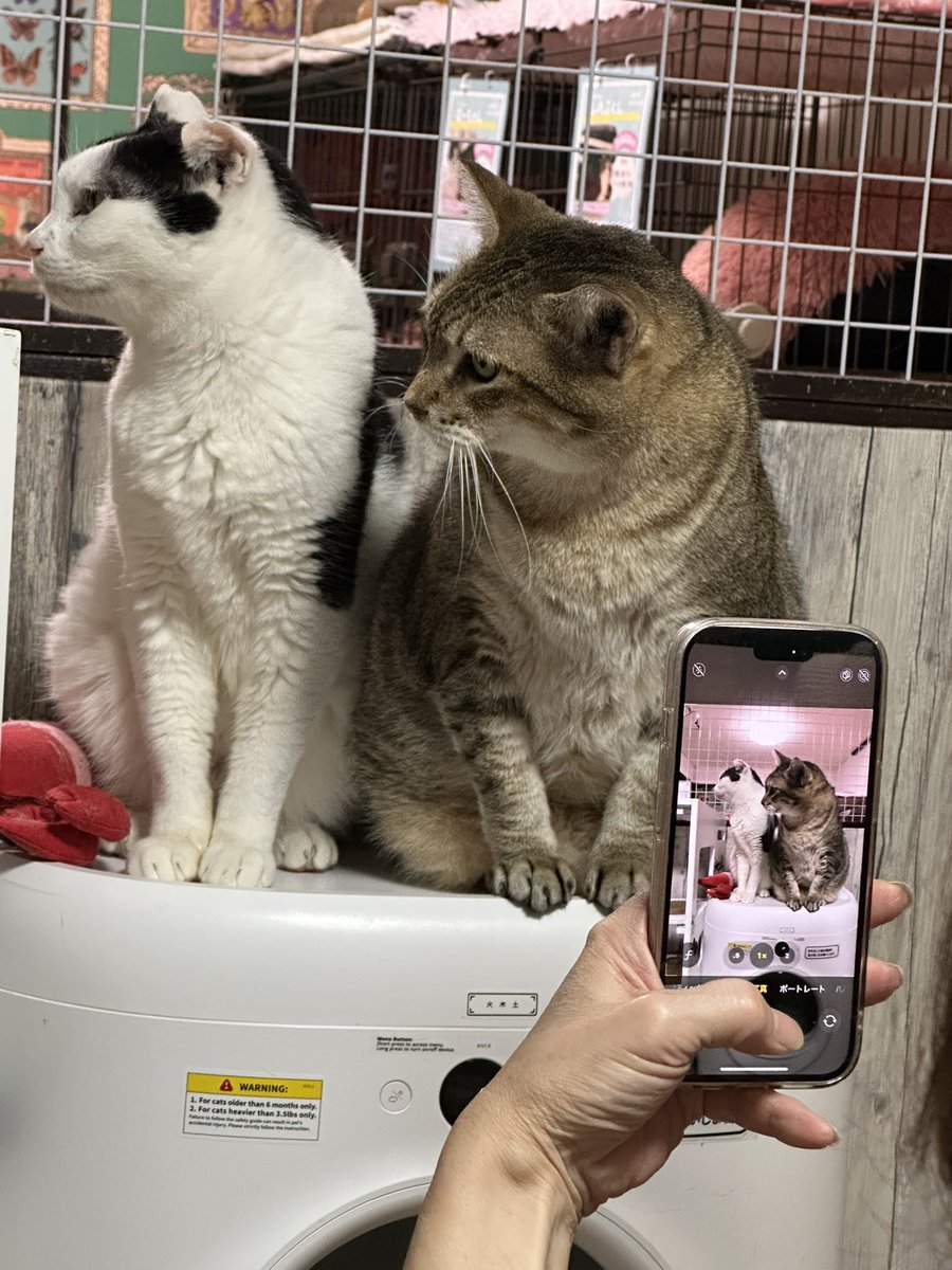 にゃんこカフェ(譲渡型保護猫カフェ) (@nyankocafe22) / Posts / X