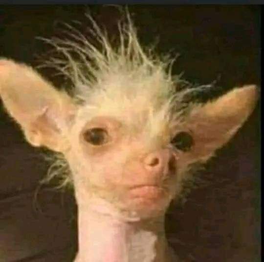 CobryJnr's tweet photo. @ChrisExcel102 This thing of spotting HIV miles away needs to be studied in UNISA, its a skill daiden😎 https://t.co/3ewRskOhKT