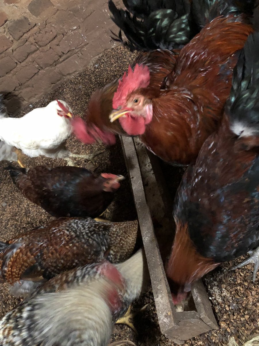 Empangalocal's tweet photo. @wekesa_amos EMPANGA WEZIRI 🔥
Pure Village Local Cocks Only 🐓

Christmas loading… but cheap chicken ain’t it.

Because real Kings &amp; Queens don’t eat stressed broiler on Jesus’ birthday.

📞 0790 685 451 https://t.co/W0vfKgmWFX