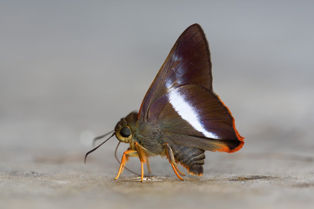 KUDO Seiya (@ze_ph) / Posts / X