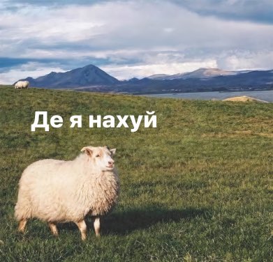 LMarunka's tweet photo. @Bykvu І пес такий😅 https://t.co/yI6tEq2UhR