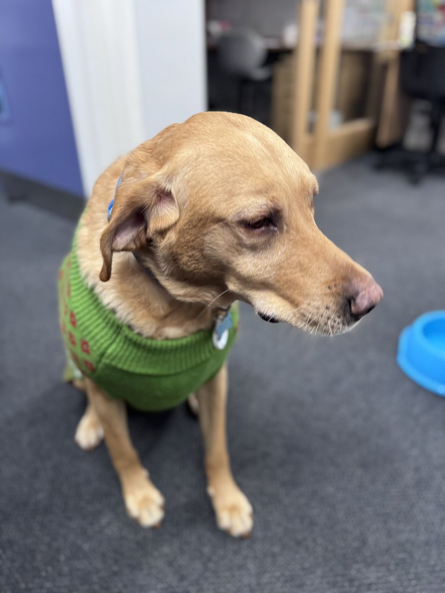 SparksTheDogMentorSPAG tweet media