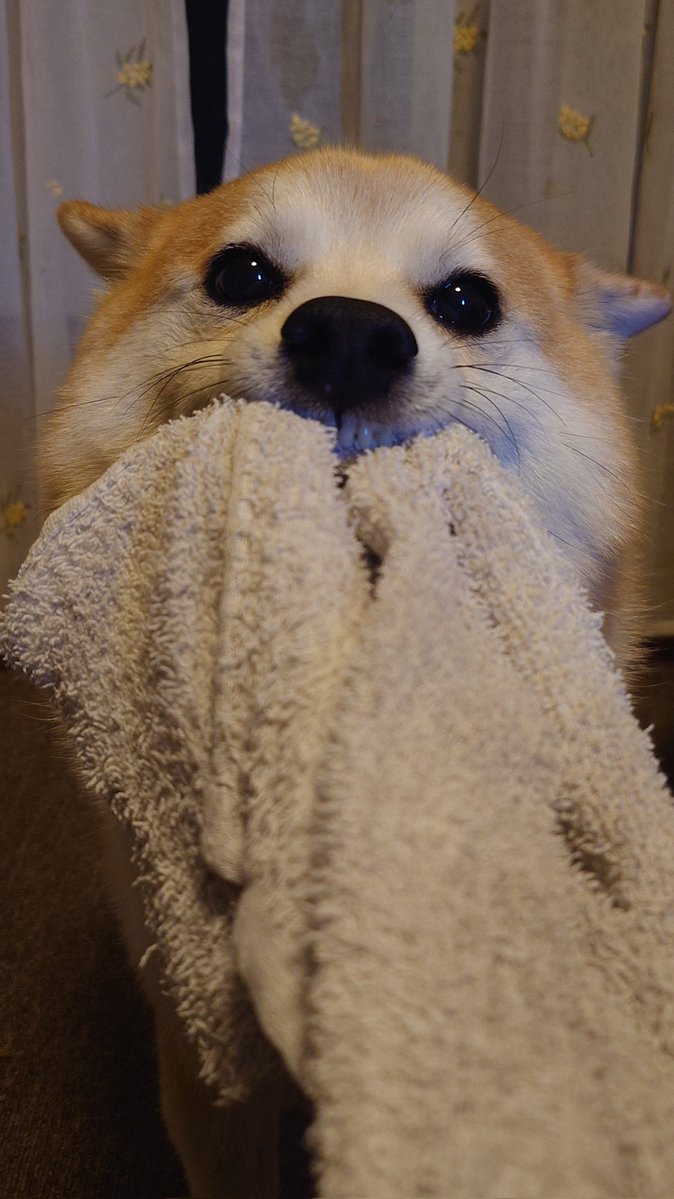 柴犬ししまる (@sisi3po) / Posts / X