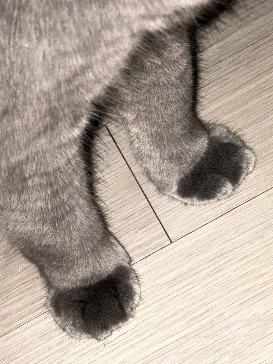 junleun's tweet image. my cat paws 🩶🐾🐈‍⬛
