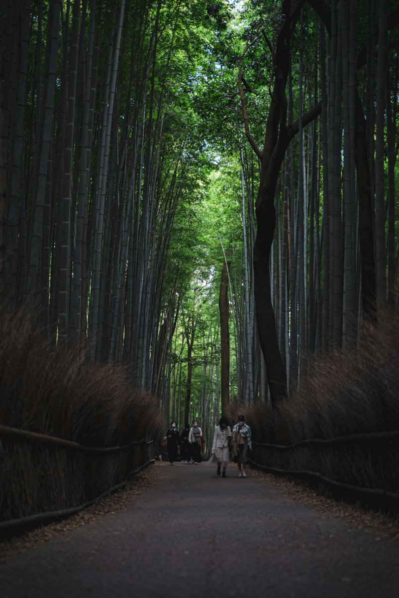 k_tourss's tweet photo. كيوتو – غابة أراشيياما

تخيل تمشي في Arashiyama Bamboo Forest 🎍✨
أشجار البامبو تحيط بك من كل الجهات وكأنك في فيلم أسطوري.
لو كنت هناك… بتكتفي بالهدوء؟ ولا بتسوي جلسة تصوير كاملة؟ 🤔👇
#اليابان #كيوتو #سياحة #سفر #Ktours https://t.co/NjtrUXXkng